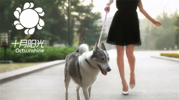 宠物家庭月嫂服务指南：宝宝与宠物和谐共处的注意事项